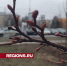 На деревьях в Мытищах набухли почки из-за аномального тепла - Regions.Ru